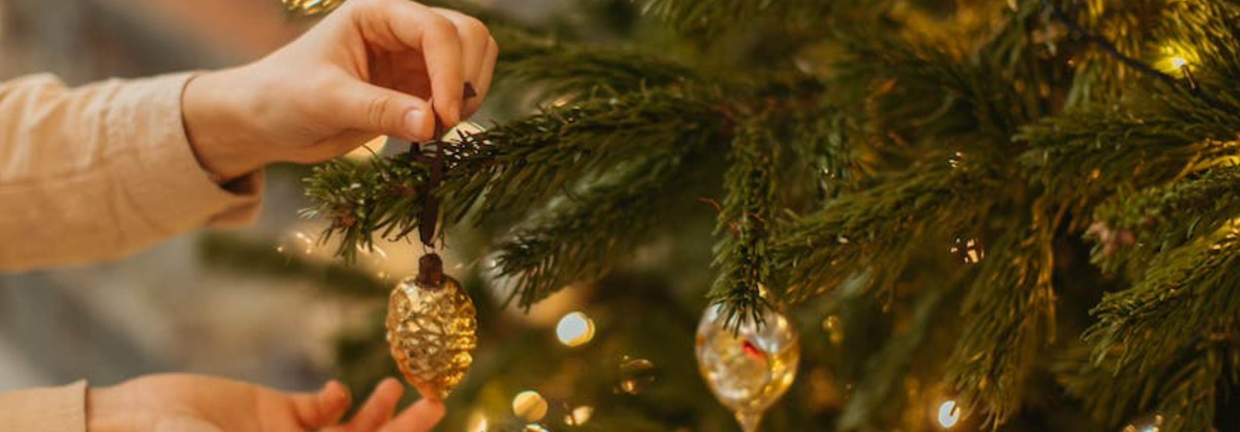 Découvrez nos Sapins