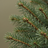 Nordmann EXTRA 100% Naturel